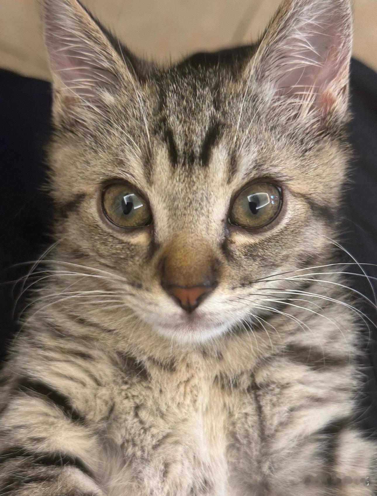 我家爱猫男 