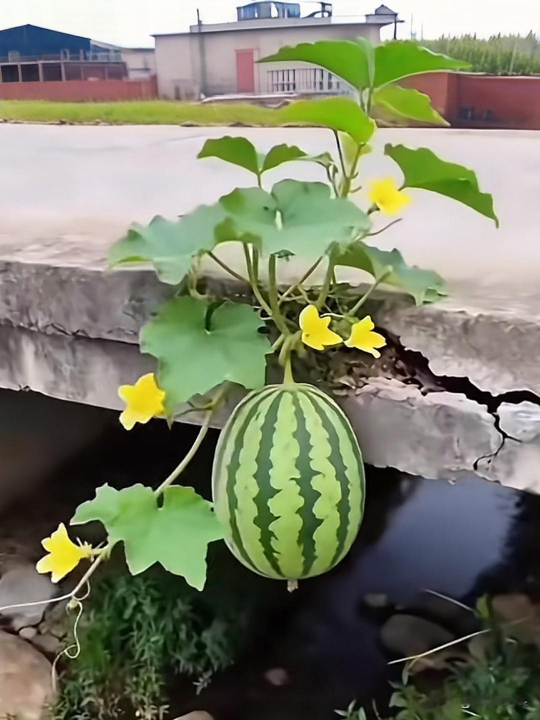 水泥桥上既然能长出西瓜来，至少有99%的人都没见过，真的太神奇了！