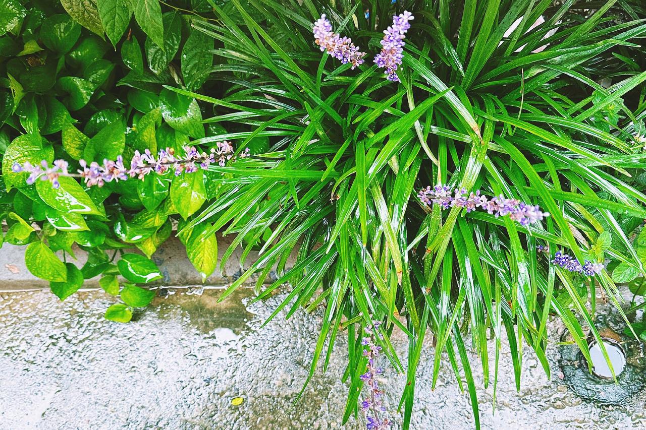 冬天来得快速，路两边的树叶都还没来得及变黄，月季零星开着，几根幼细的丝瓜还挂在藤