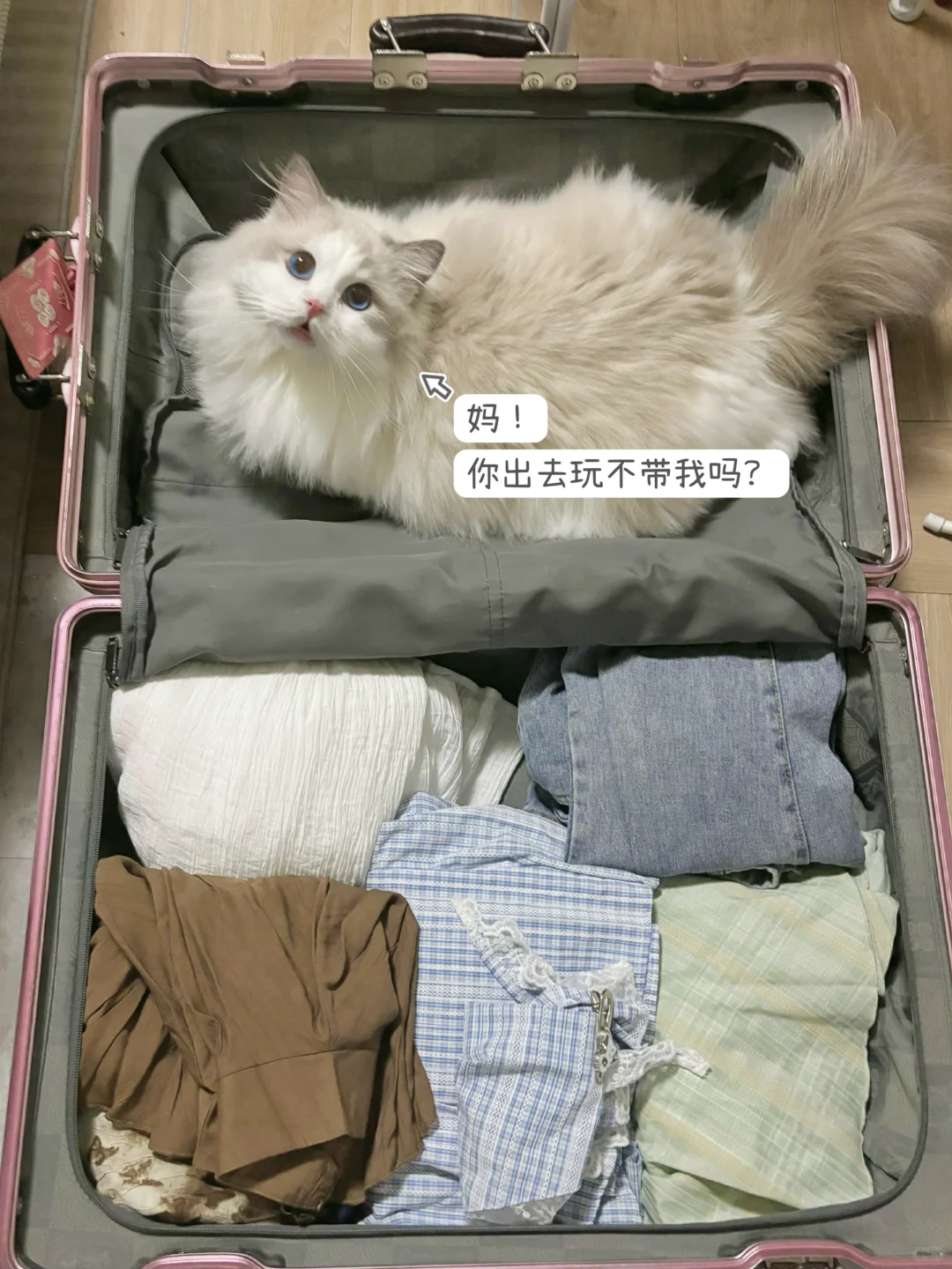 当你出去玩收拾行李时，你的猫…