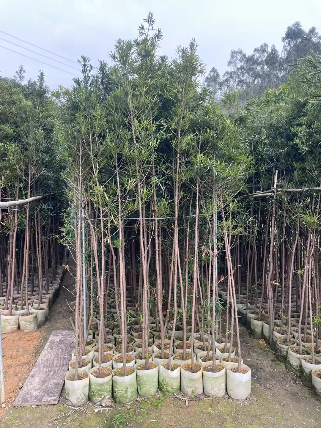 罗汉松条