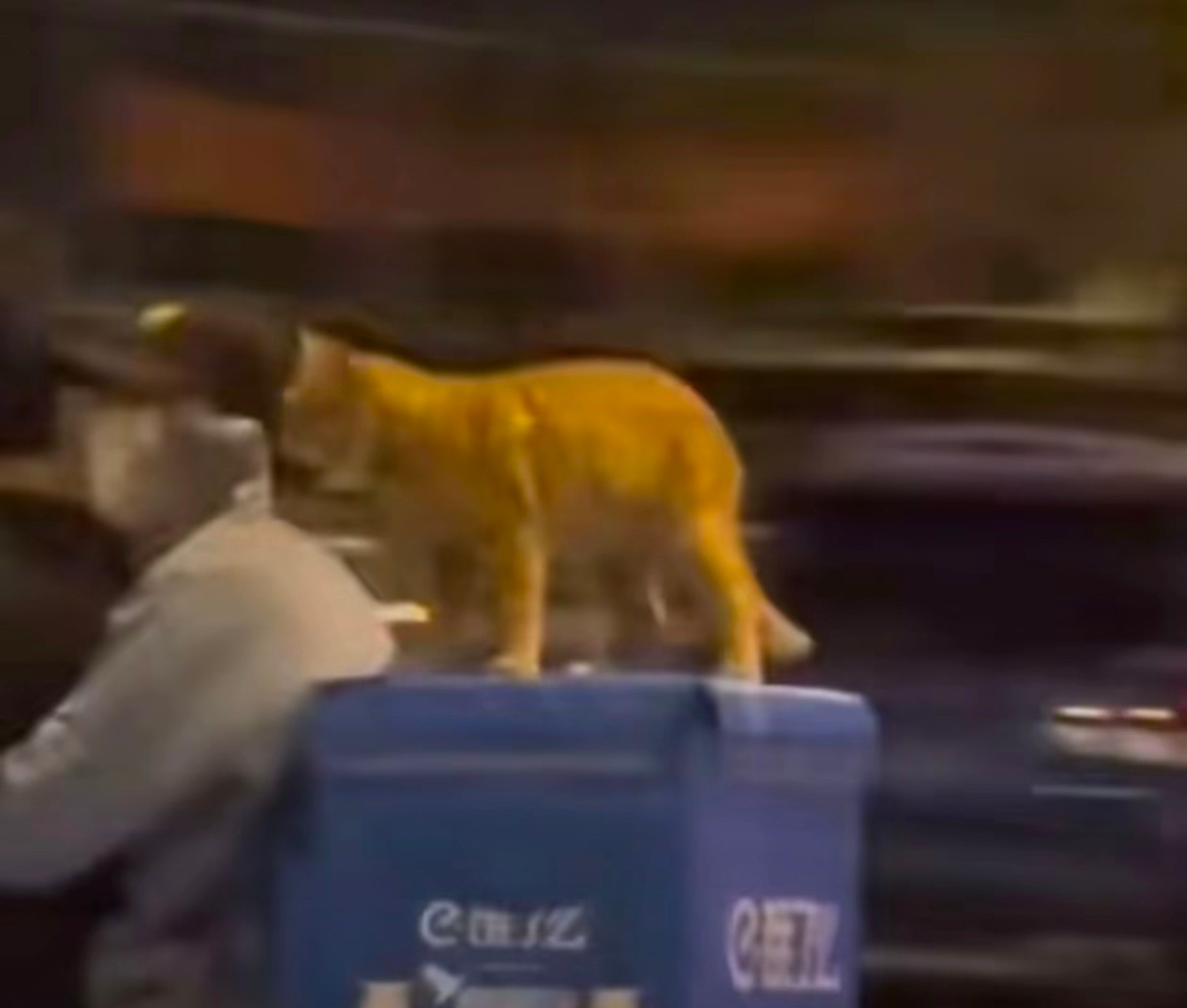 #来自天津猫的超绝松弛感#猫桑: 呀呼～给哥炒俩菜去 ​​​