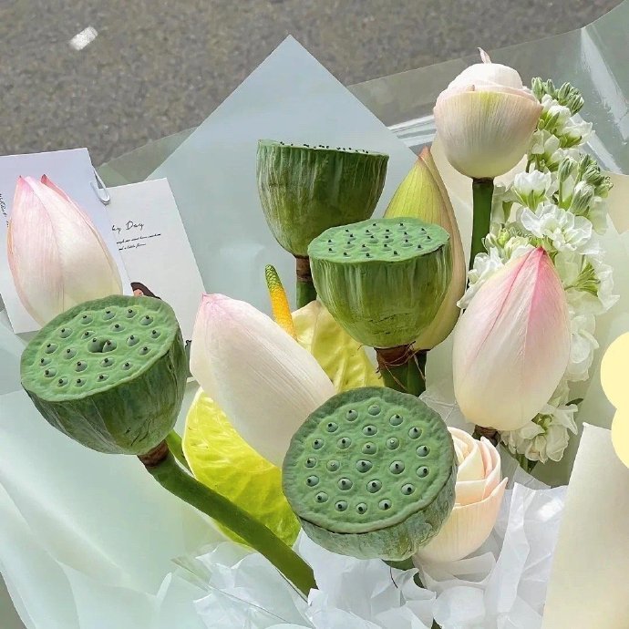好运莲莲 
