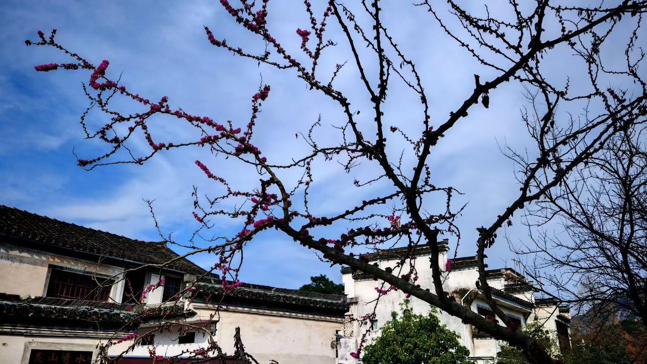 2. 春风拂过檐角，红梅缀满枝头。不慌不忙，不依不傍，像这花与屋一样，安然守着自