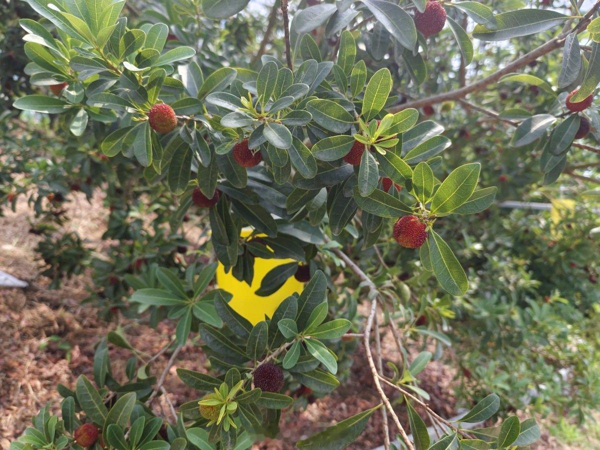 浙江宁波这波操作让每一颗杨梅都吃得放心 杨梅上市在即，宁波严抓质量安全，守护市民