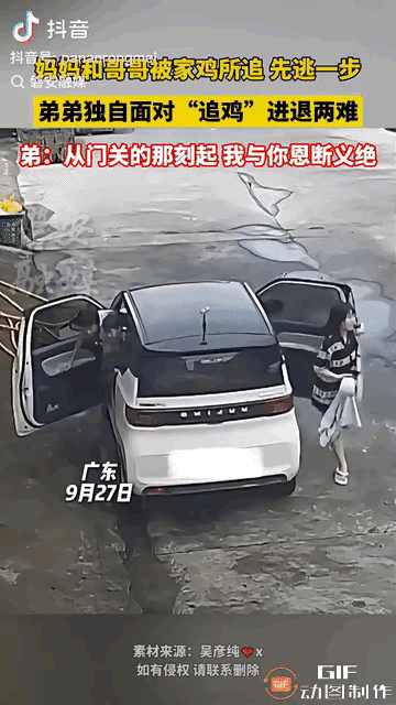 这事有点逗。

妈妈反应是真快。

接俩儿子放学回家，车刚停稳，家里养的大红公鸡