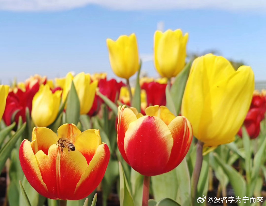 种植 🌸 微公益 🌷郁金香种植方法🌷郁金香耐寒怕酷暑，最佳种植时间为秋季1