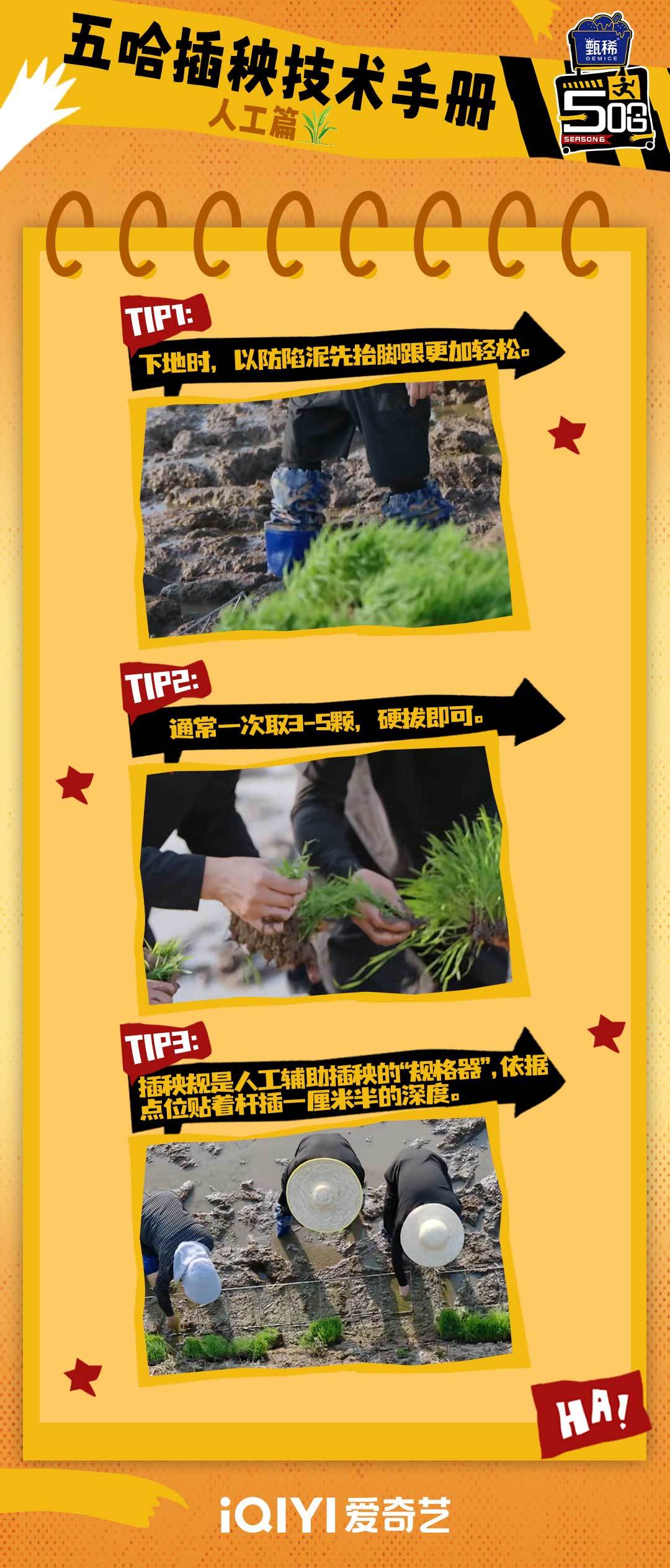 哈哈哈哈哈 今天阿哈教大家一项新技能——插秧！注意事项请仔细阅读相关技术手册~