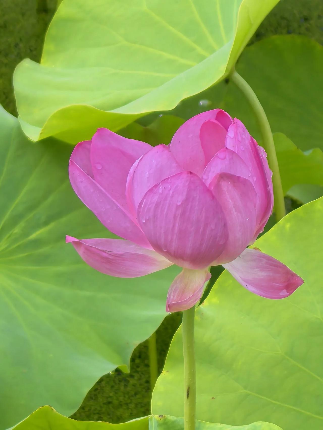七律·夏至
夏至阴生阳极致，
三时雨泽散云花。
浮波菡萏凝清露，
倒映楼台落彩霞