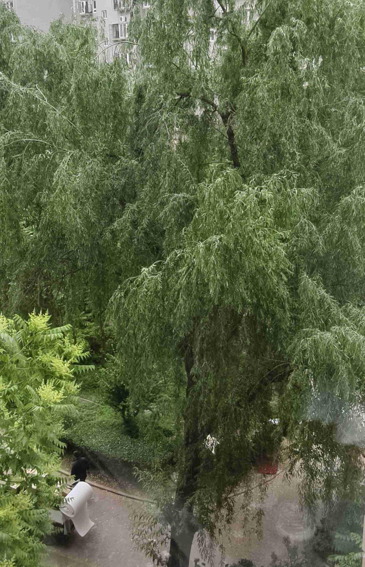 北京今天阴天，预报有雨，现在我家这面还没有下雨。
经过连续几天的高温，今天的温度