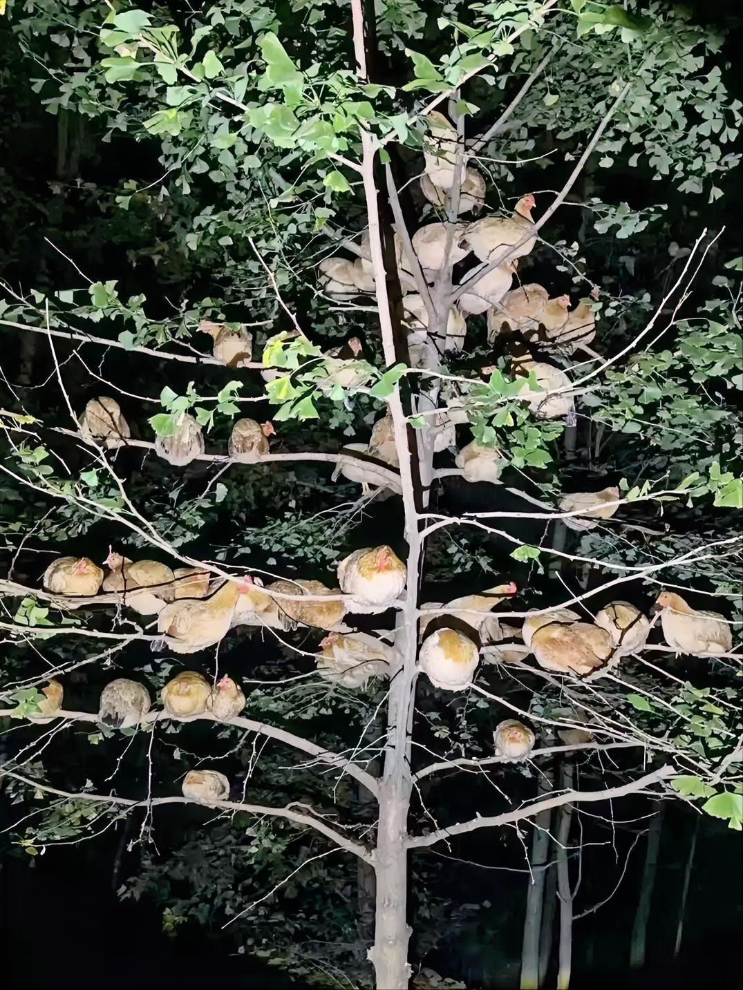 家里养的鸡，12月21日报道，一到晚上全都上树上过夜，一开始我还以为是为了防黄鼠