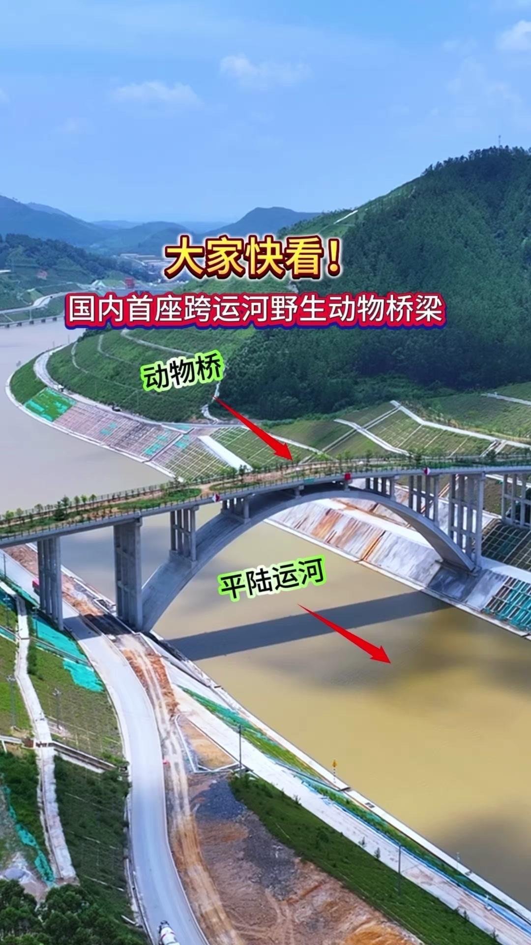 专门为两岸动物通行的桥，不通车不通人，却充满了爱与温暖～种满树的桥从高空俯瞰超漂