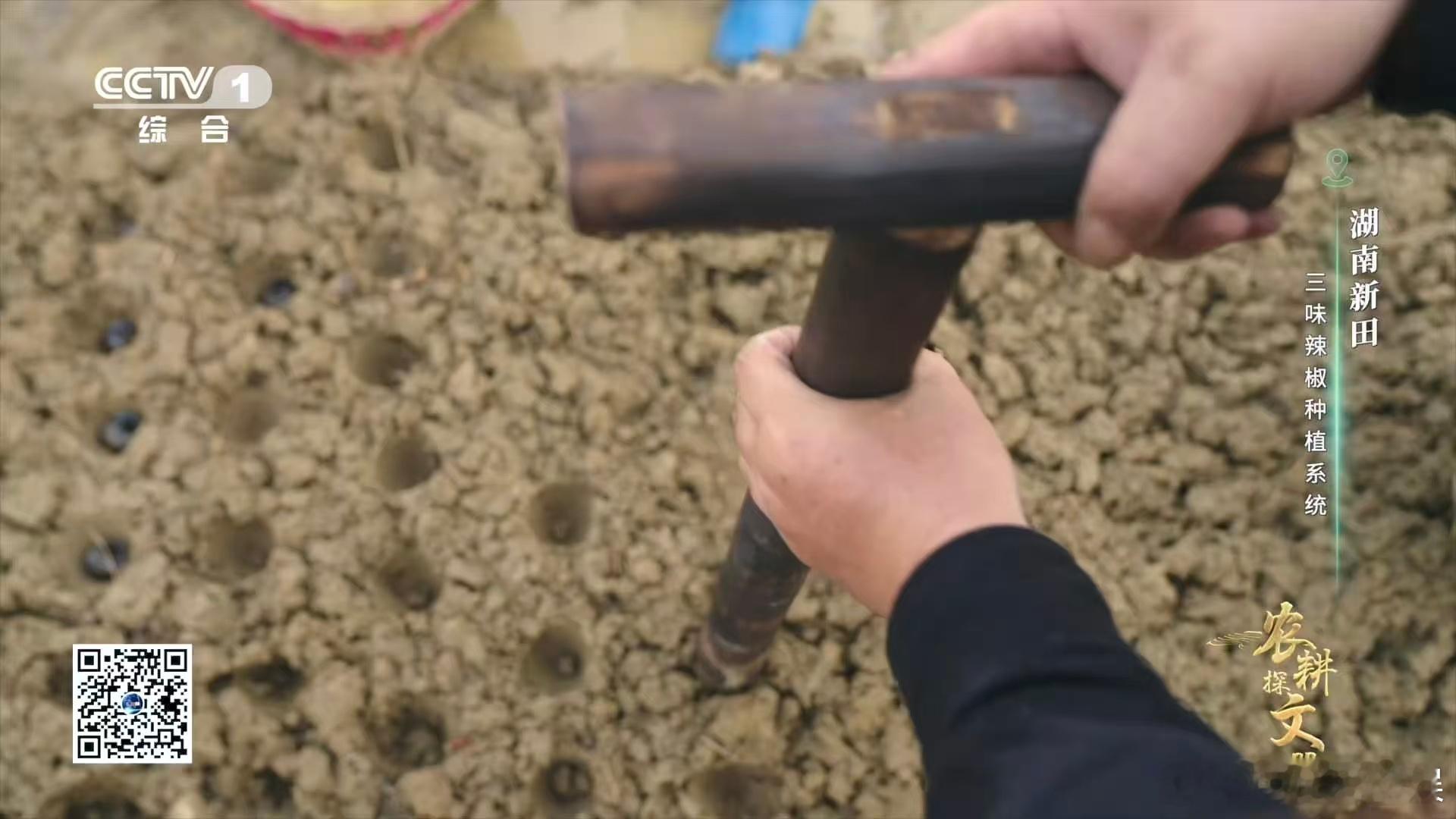 剪尾去盖的田螺 + 营养土 + 辣椒种子，简单三步就搞定，稻草覆盖的小技巧更是点