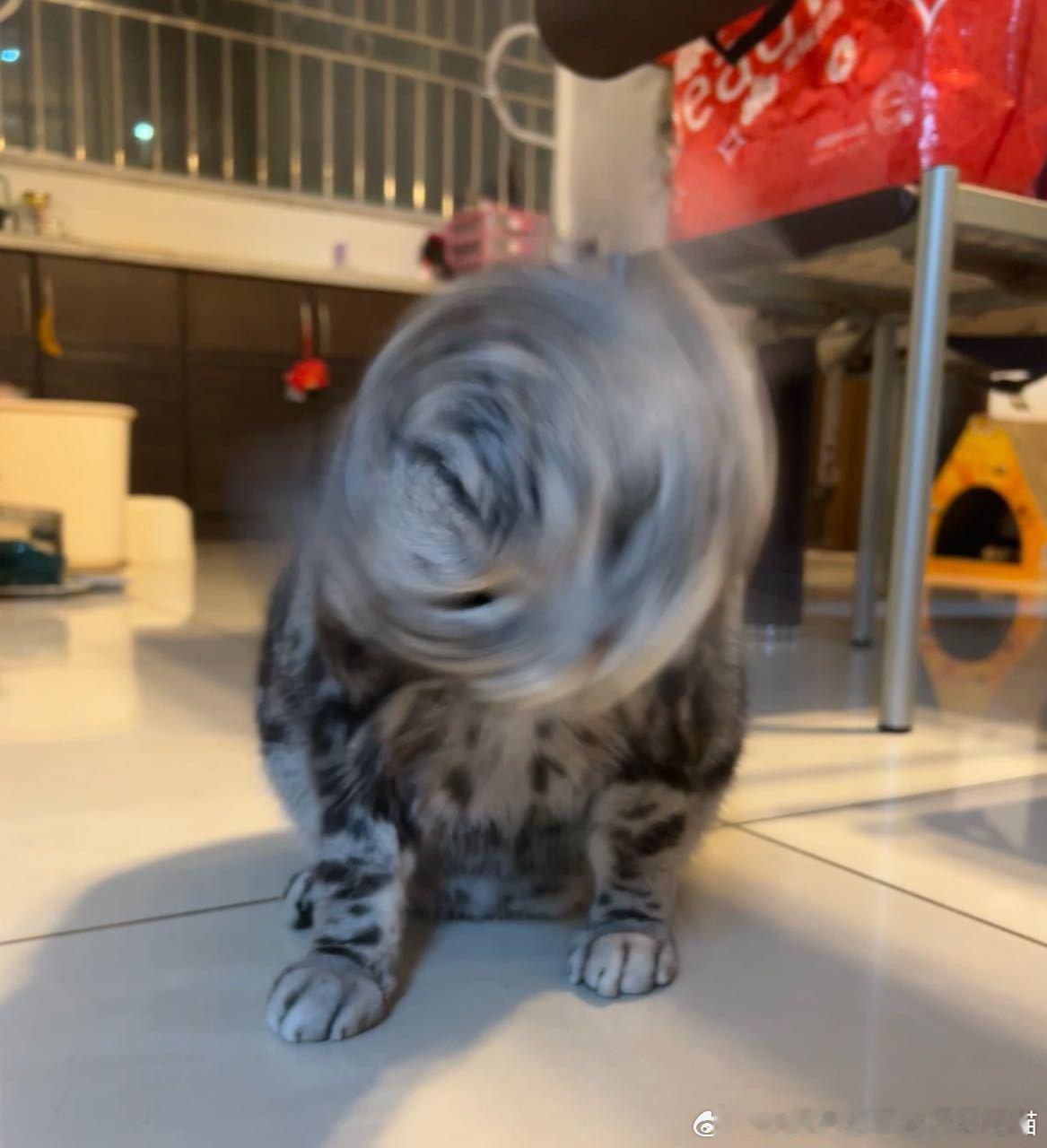 49370【丑猫】迷你龙卷风 