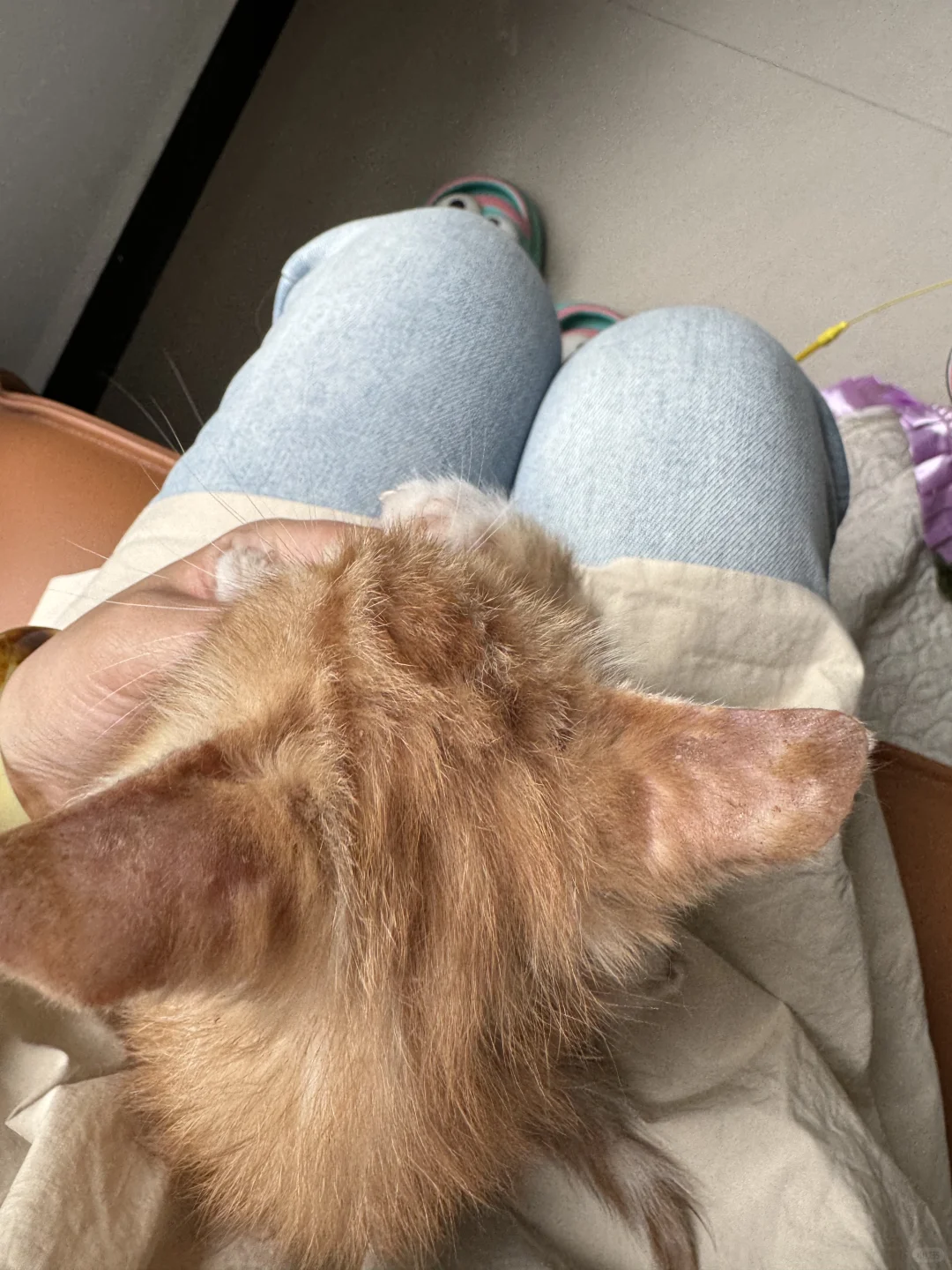 我妈说猫要是一直这么小 她能养100个