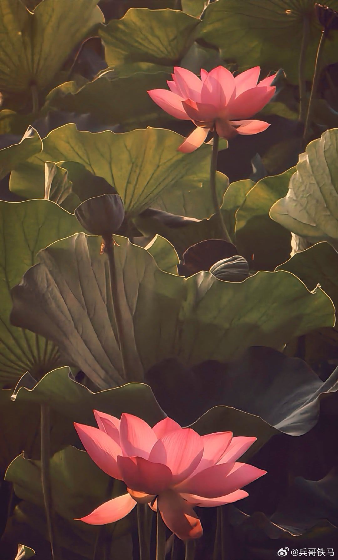 今日立秋！映日荷花别样红！ 摄影