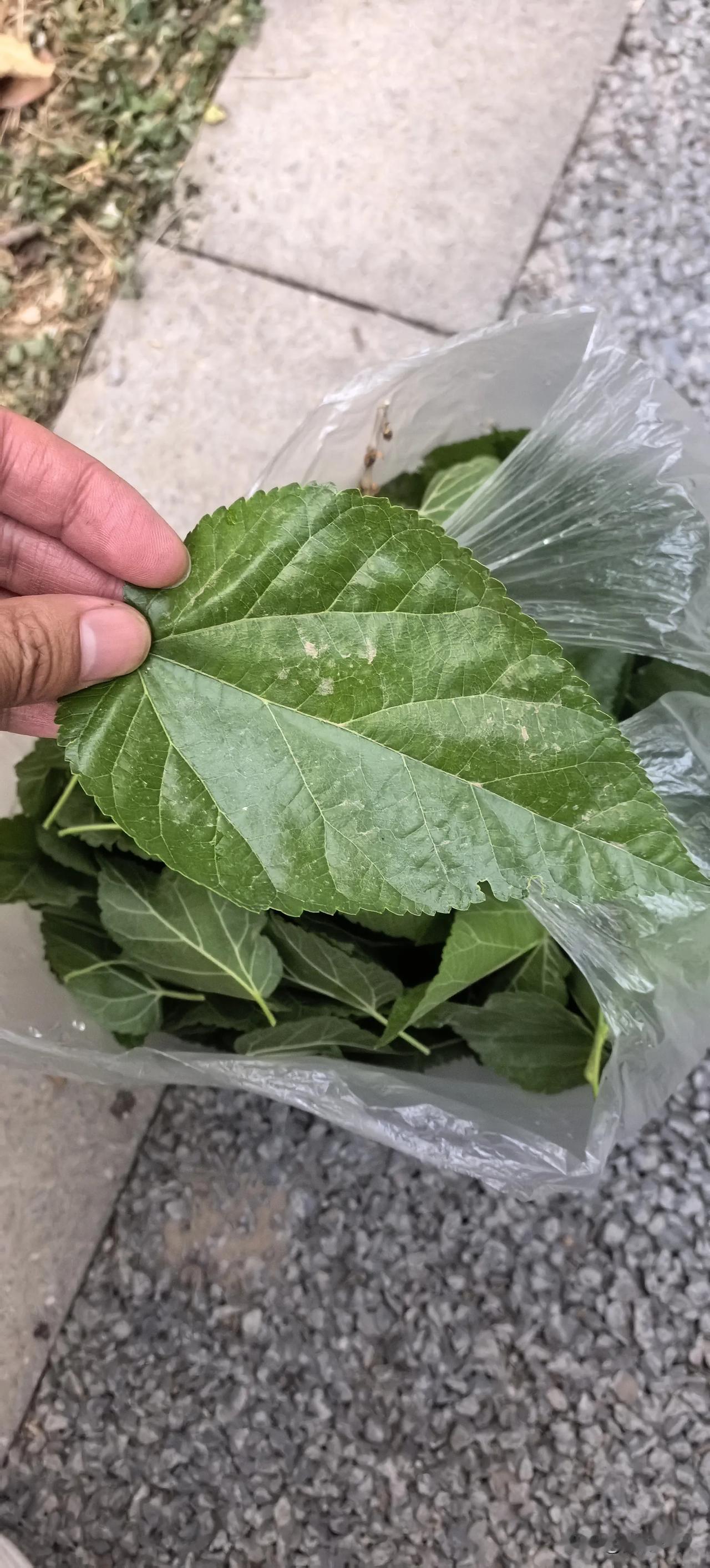在城市找个桑树太难了！

邻居送来的蚕，闲来无事就准备养着玩玩儿。结果发现养蚕并