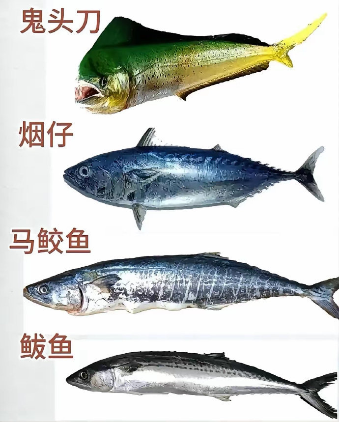 认识一下各种海鱼，不知道哪个最好吃？