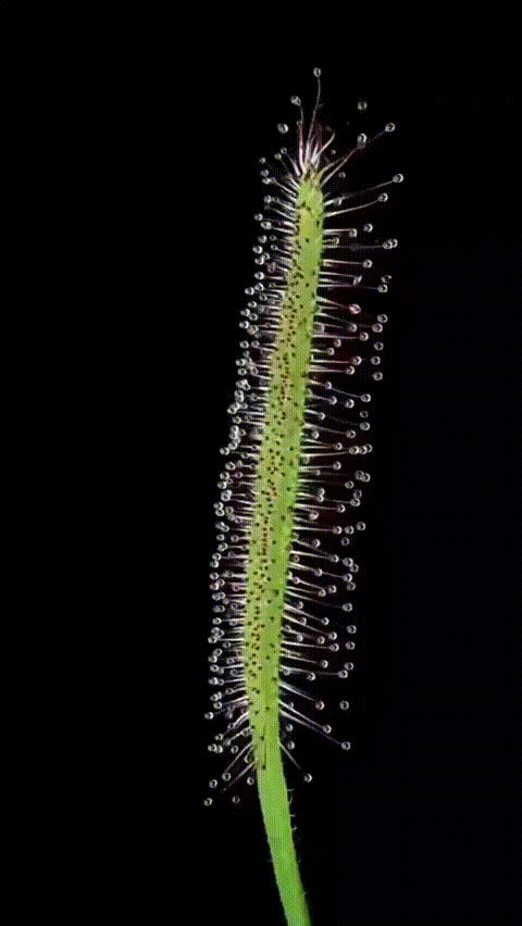 苍蝇：我学的食物链不是这样的 ​​​