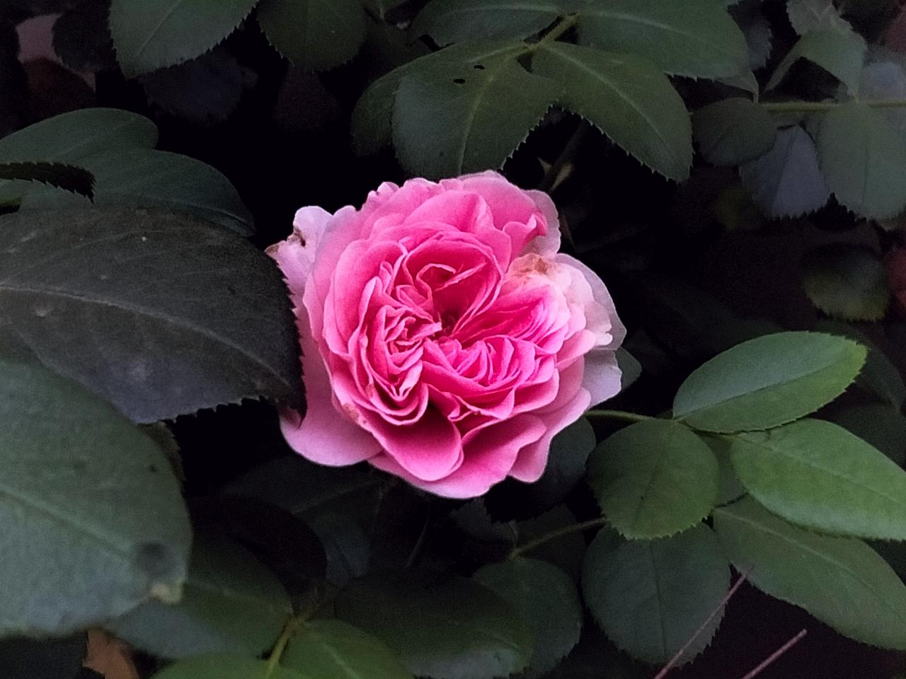 晒一张你相册里最近拍的花炎热的夏，月季花时放。