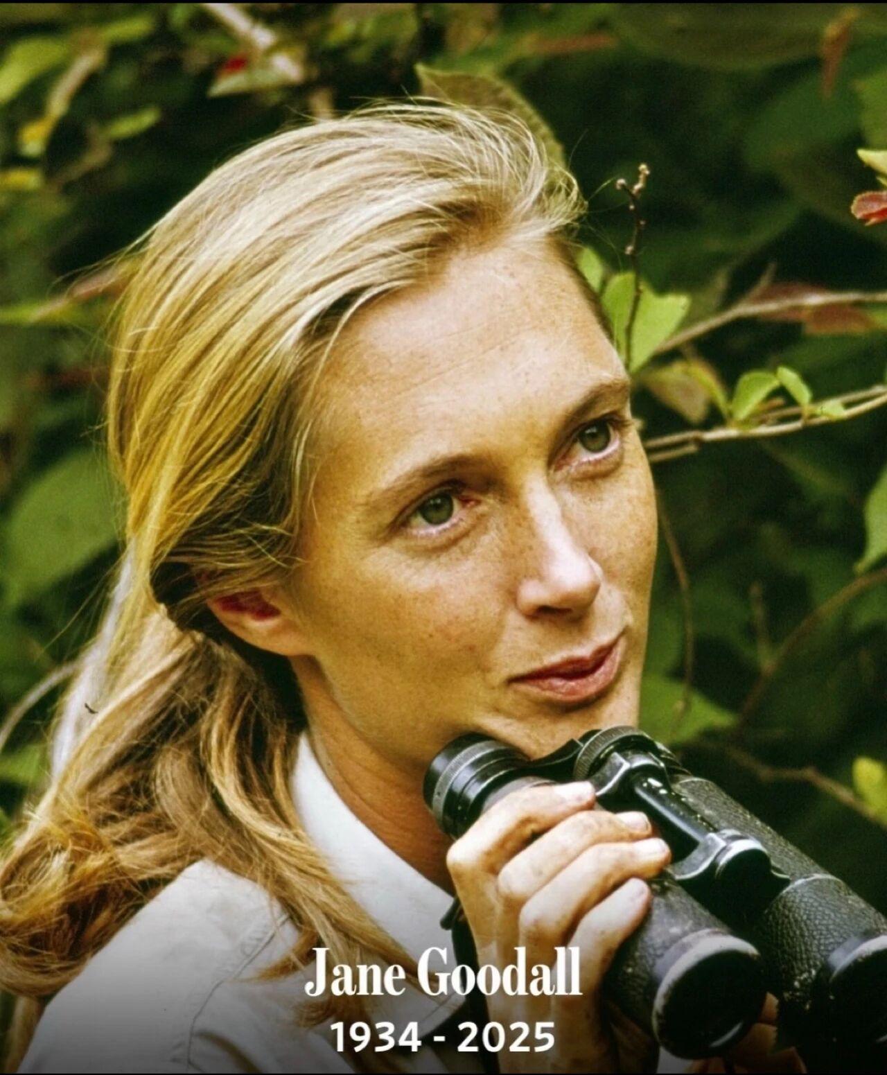 向自然卫道者，珍妮·古道尔 致以纯净悼念
🕯️Jane Goodall 珍妮·
