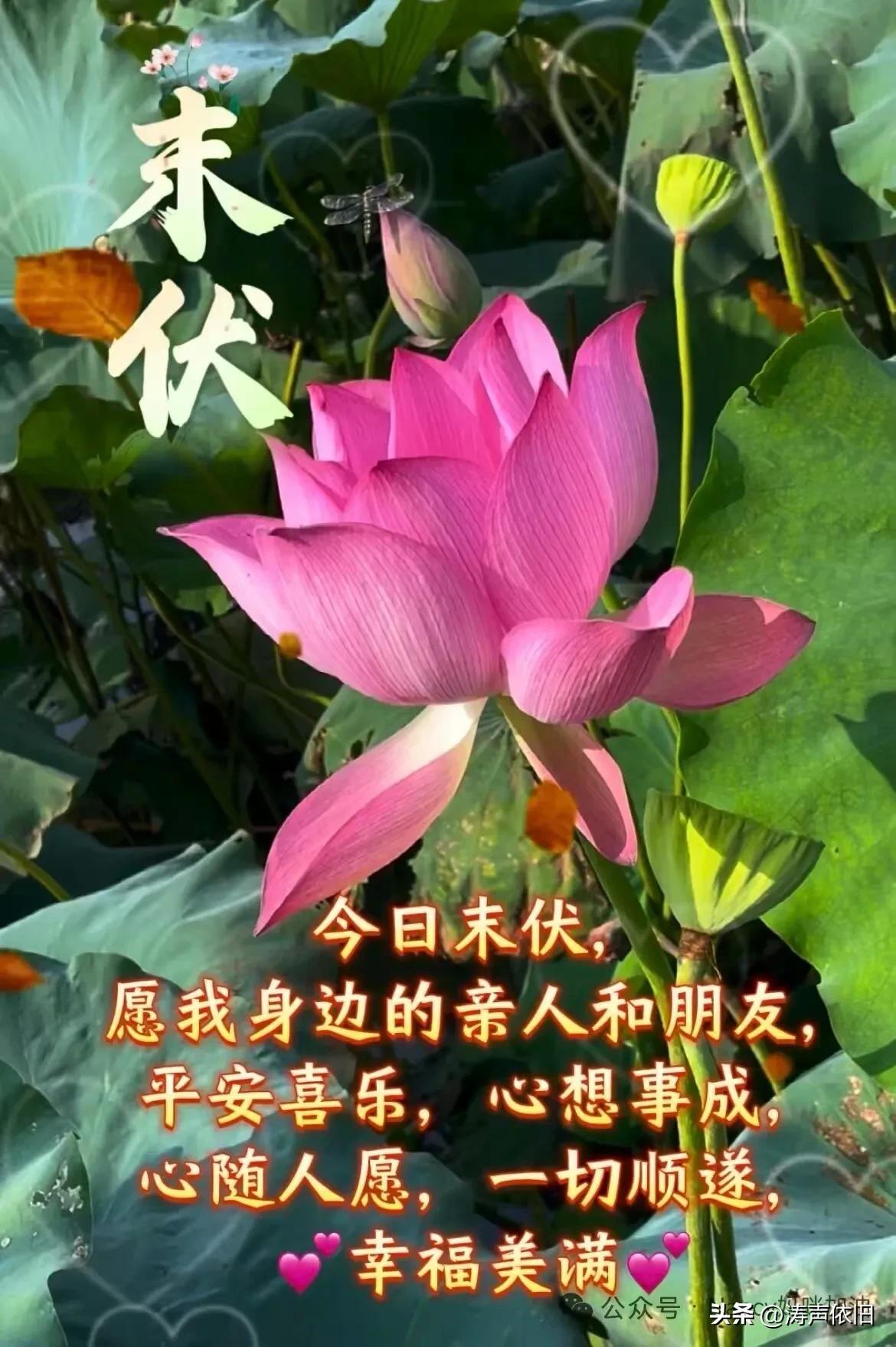 巜鹧鸪天·末伏》

暑气犹凝日渐柔，
蝉声渐减待新秋。
清风偶送阶前爽，
残热仍