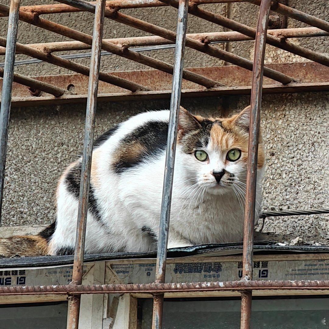 我挺好奇为什么一个关于001的脑洞会有这么大（*好像是还挺大）的反响，一个车型而