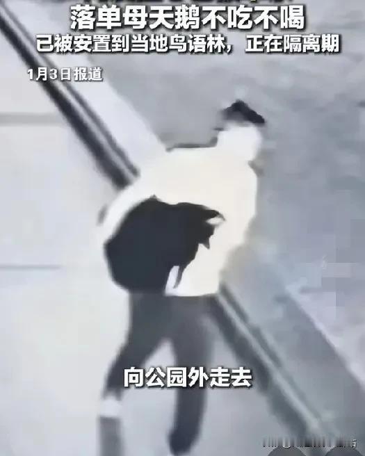 大连一公园一只公黑天鹅被偷，疑似已被宰杀，落单的母天鹅因此不吃不喝。没想到在元旦