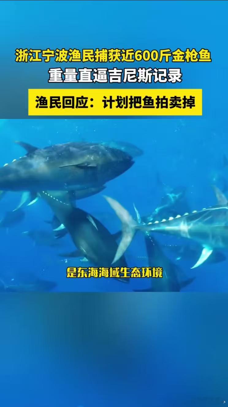 渔民回应又捕获近600斤重金枪鱼 每次看到这种巨型渔获新闻都觉得很治愈，海洋在慢