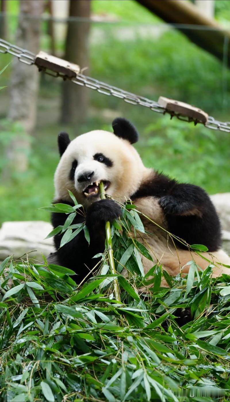 日本民众抢看熊猫官网崩了！4800个名额秒光，每个点只能停留1分钟
 
12月1