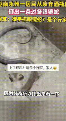 湖南居民砸酒瓶惊现“房客”！眼镜蛇把酒瓶当冬眠豪宅
 近日，湖南永州一位居民在田