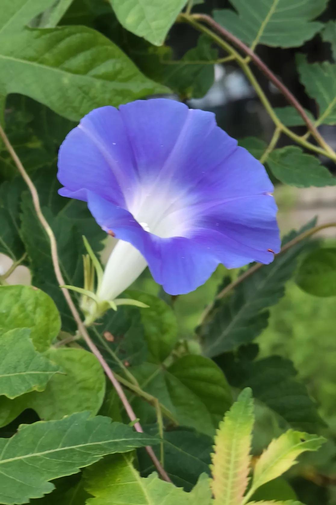 道士的话不可轻信。父亲59岁那年，当地一位有名的道士在街上遇到病恹恹的父亲，便假