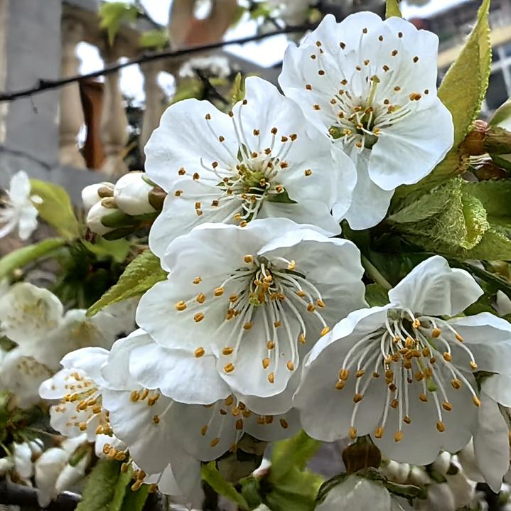 根据医院下发的<白内障日间手术前告知书>通知，从今天开始就要开始做准备了。
今天