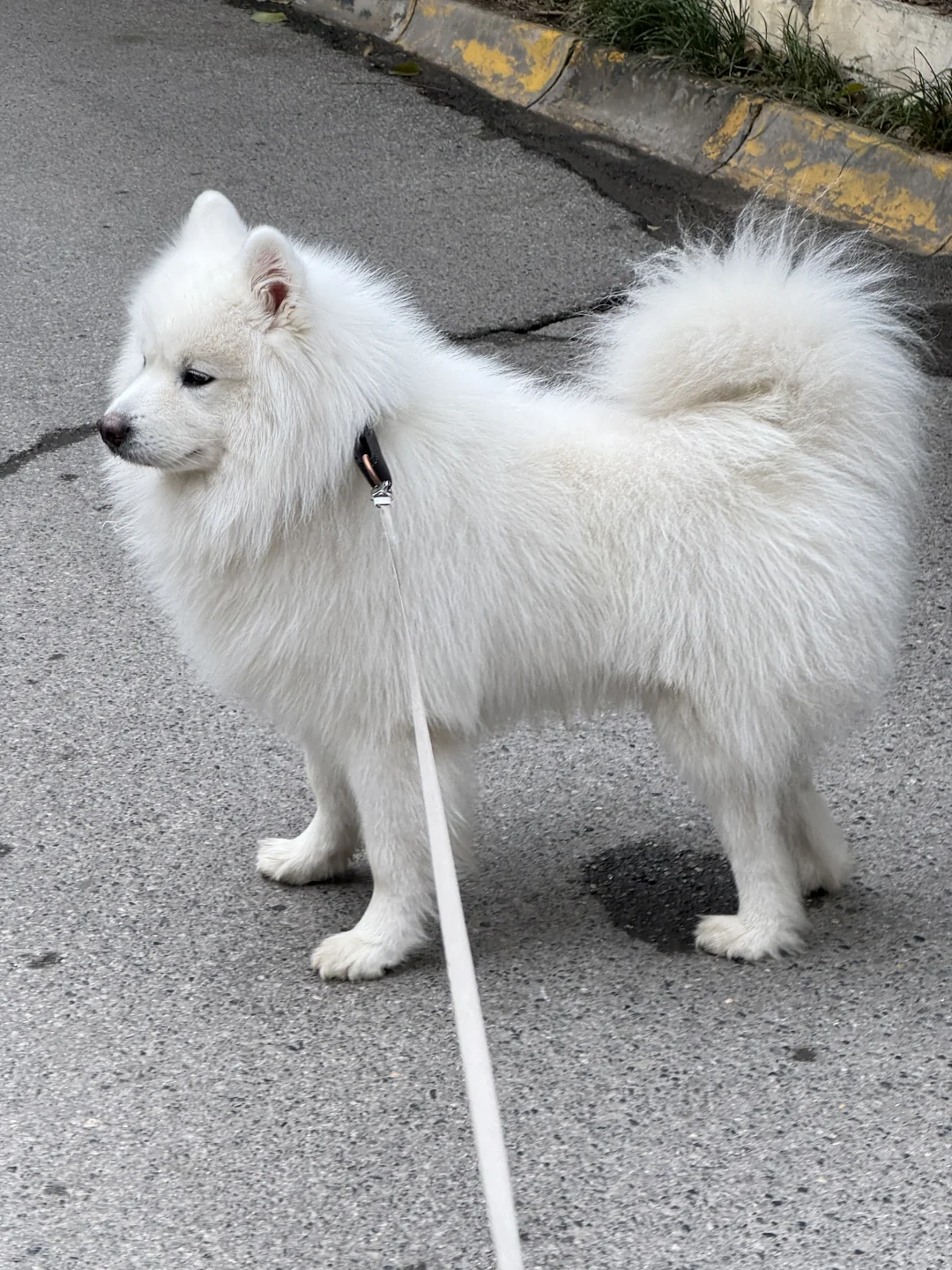 洗完澡的小狗车