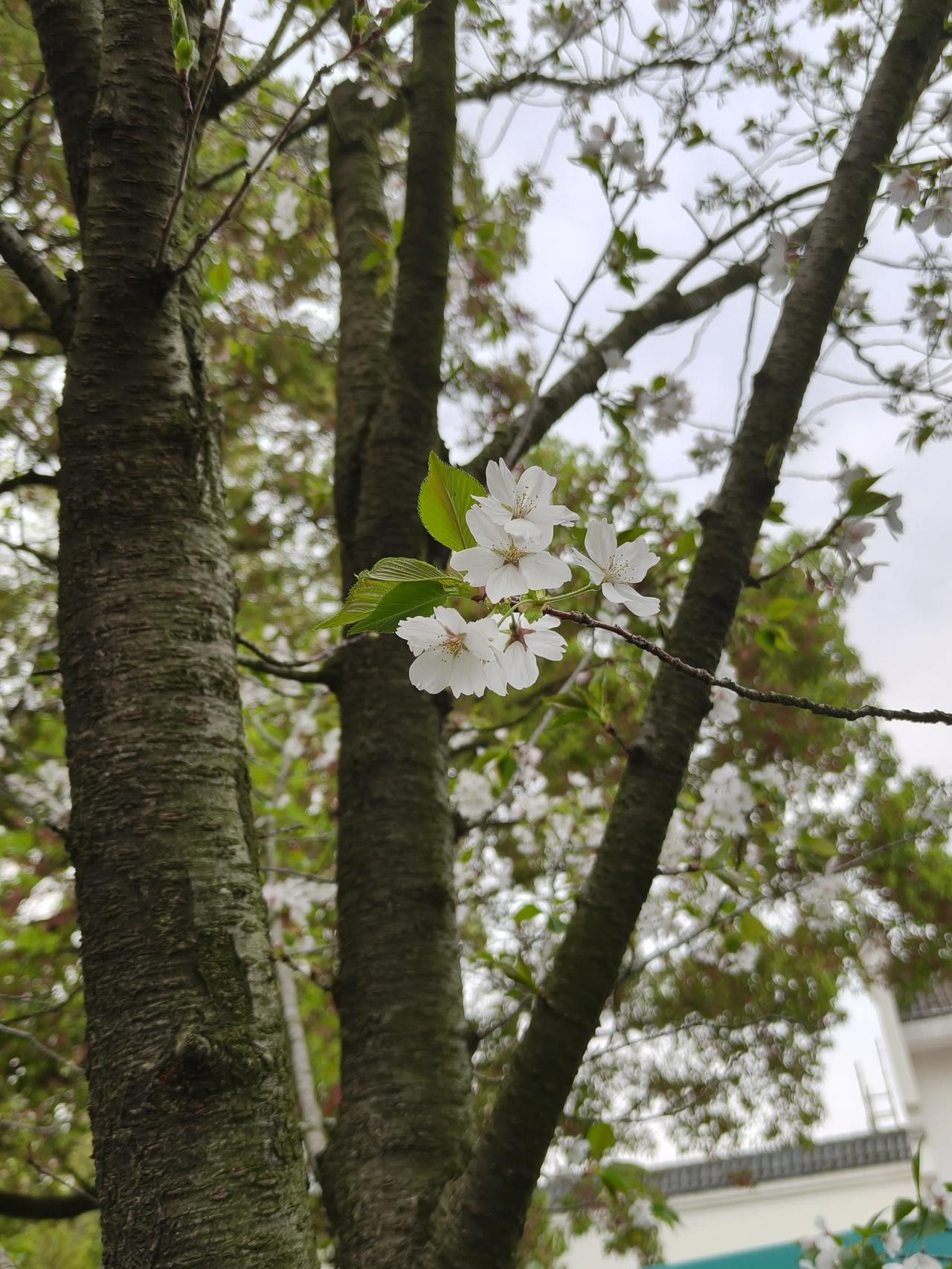 如果想去鲁迅公园赏樱🌸
不一定非得去最美地铁站，
那边人太多!
这边世界文豪广
