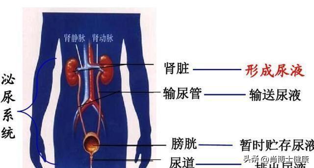 排小便也能运气养生！保养我们的泌尿系统健康。
 
1. 排尿前：松身调吸：站/坐