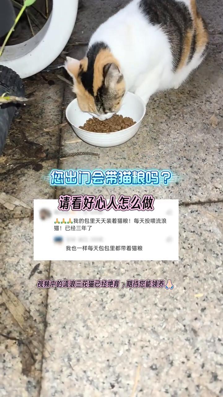 您出门会带猫粮吗？请看好心人怎么做。
我的包里天天装着猫粮，每天投喂流浪猫，已经