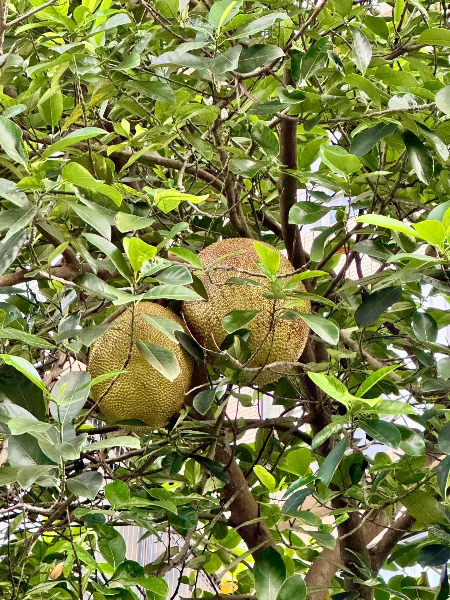 又是一年端午时 
