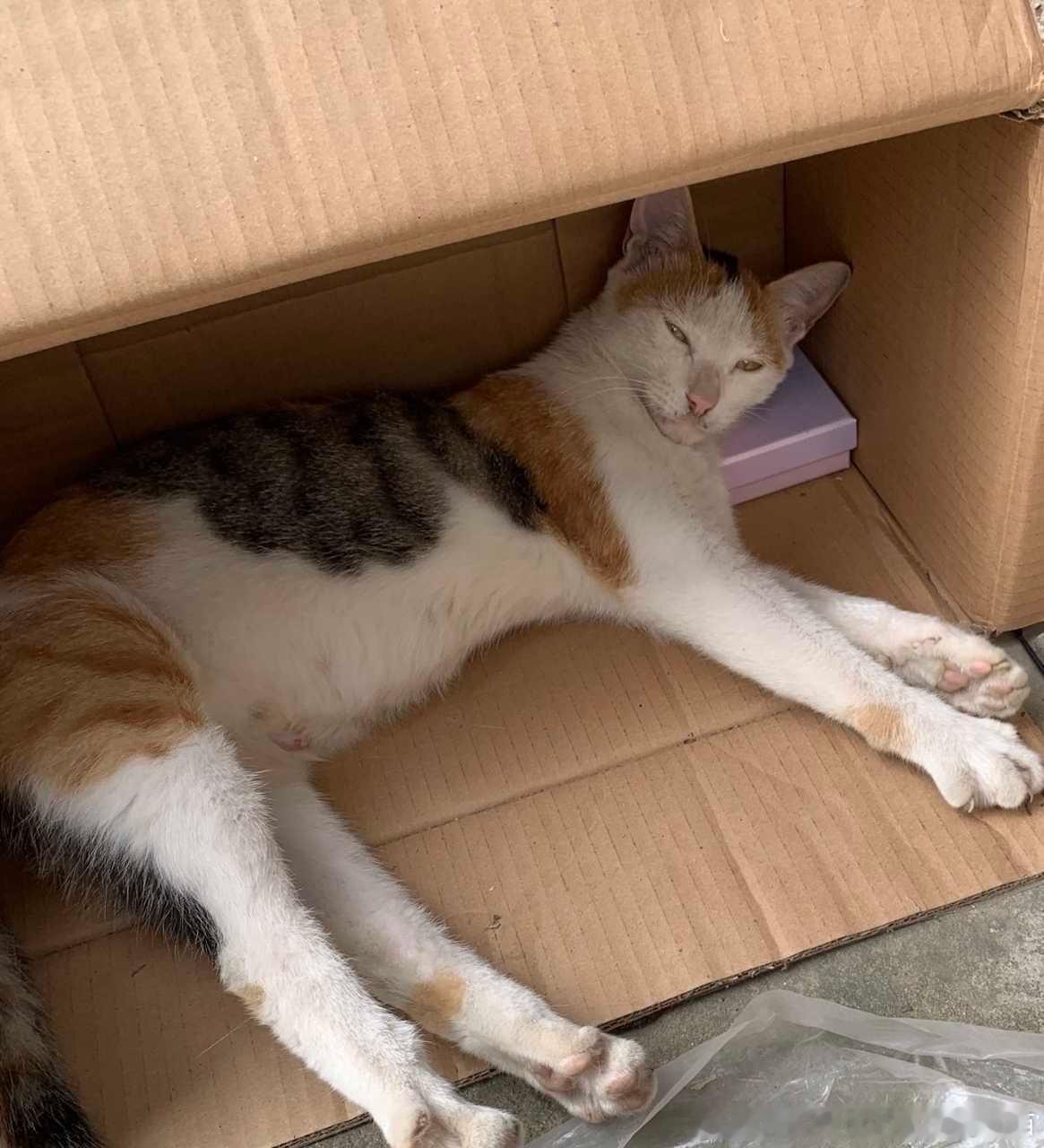 50272【丑猫】猫丑心美 