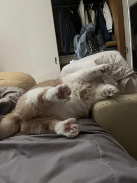 早上起床看到它这样四仰八叉的躺在我旁边