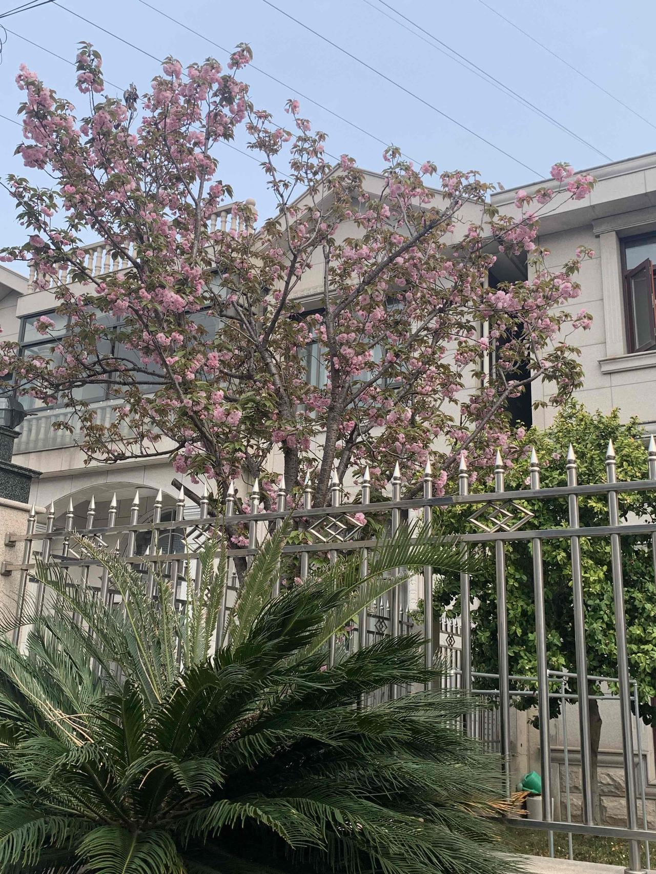 慈溪的春天，就像一幅绚丽的画卷。气温逐渐回暖，不再有冬日的寒冷。
漫步在慈溪的街