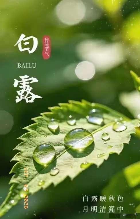 明日白露季节了，
白露天气转凉了，
老话常说：喝了白露水，蚊子闭了嘴。也有民间衍