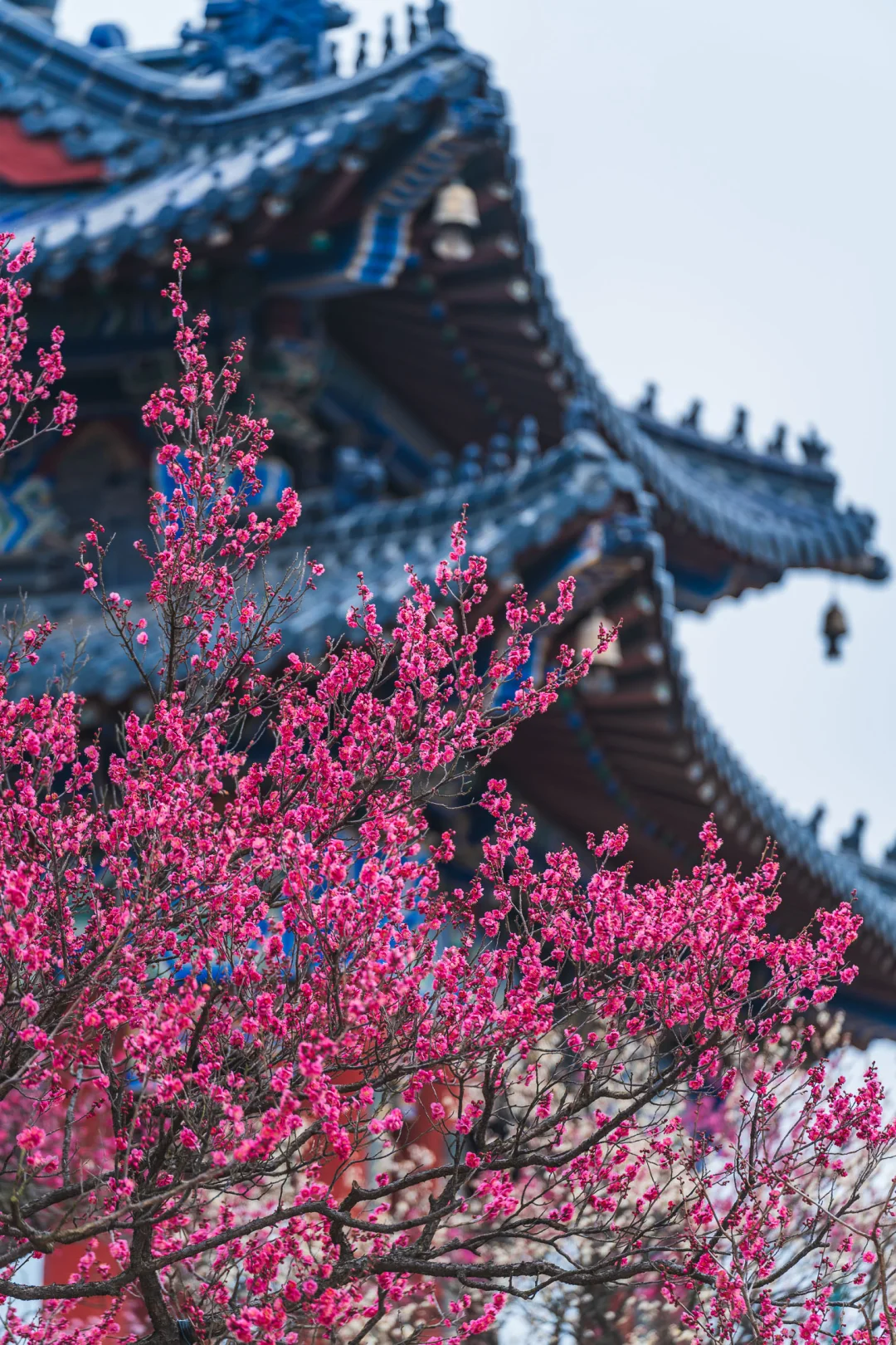 梅花山已经开这么多了，提前进入春天模式