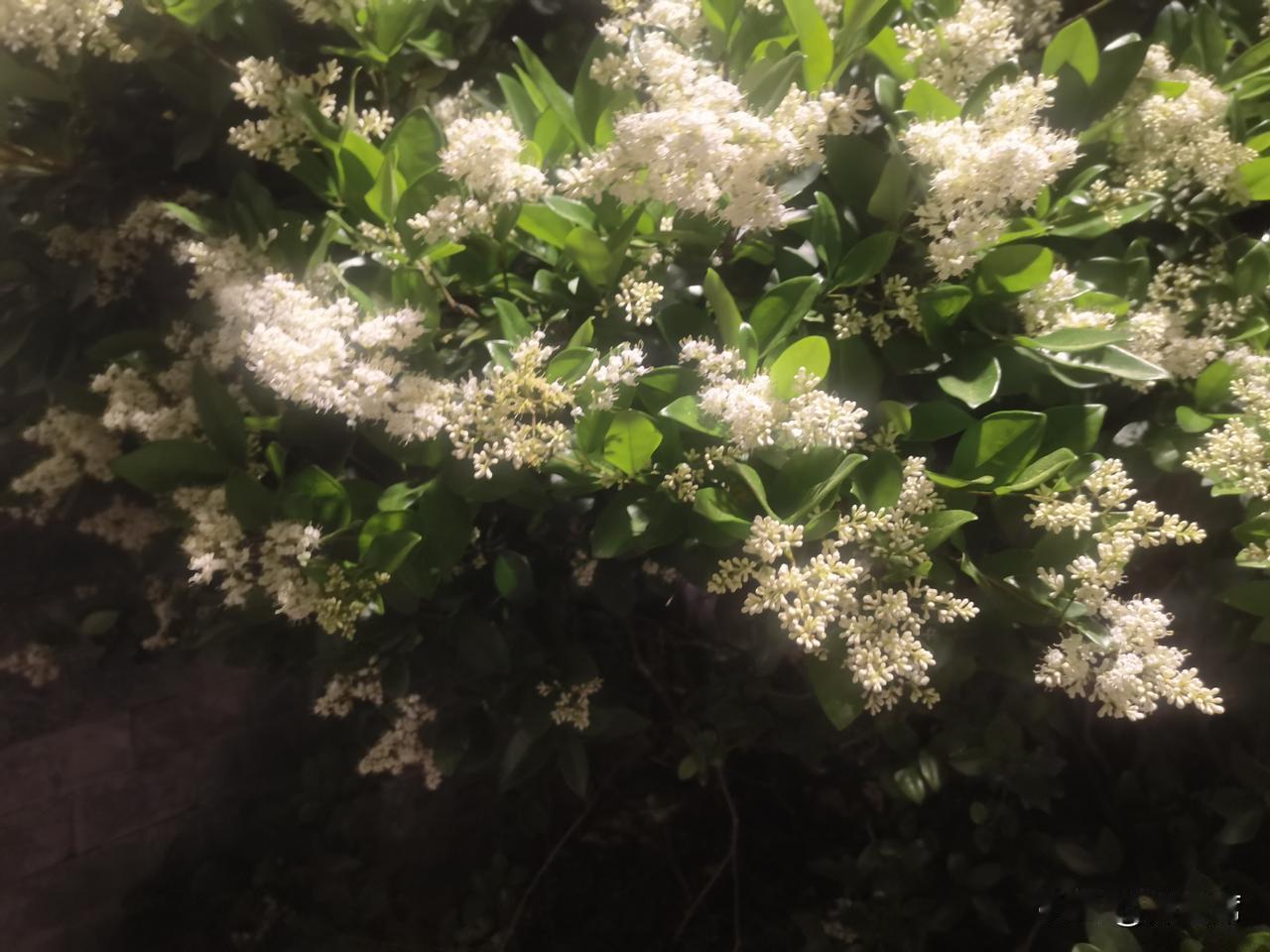晒图笔记大赛这翠绿叶片簇拥，白花点点组团成朵，枝干挺拔，素白花瓣藏于叶间，花香清
