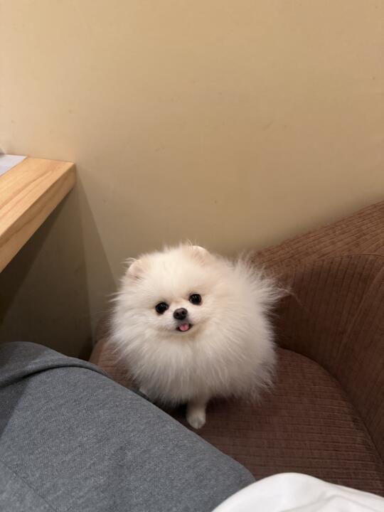 独脚毛毛怪