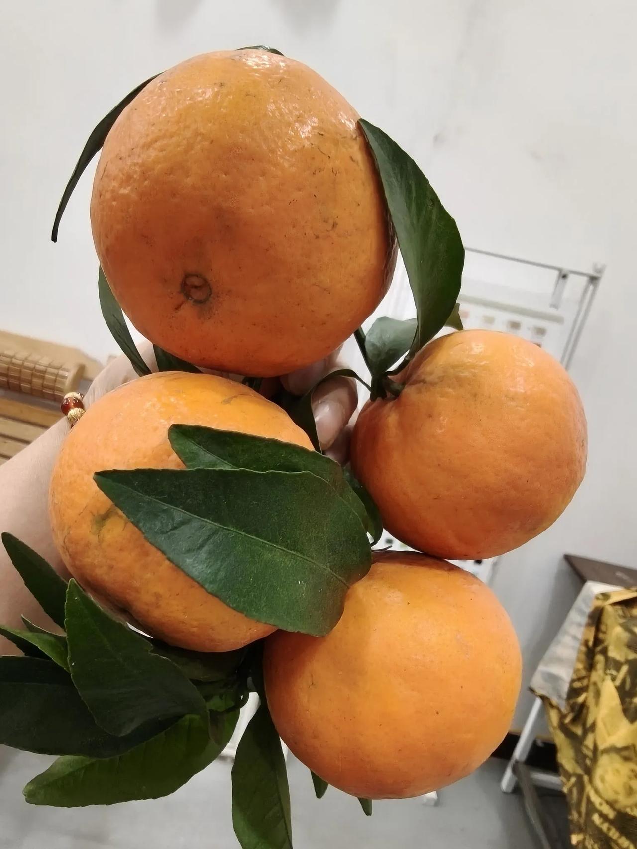 怎样挑选好吃的橘子？你读了我这篇文章，受益匪浅。

现在这季节正是大量的吃鹅柑橘