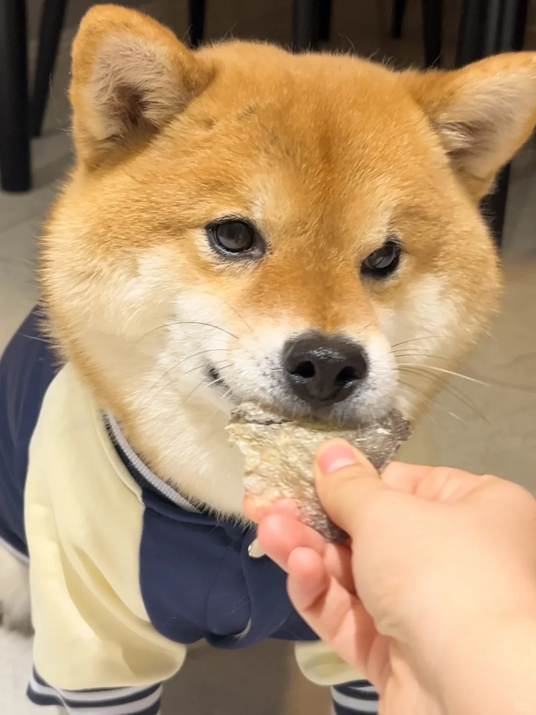 这狗长得人模人样的