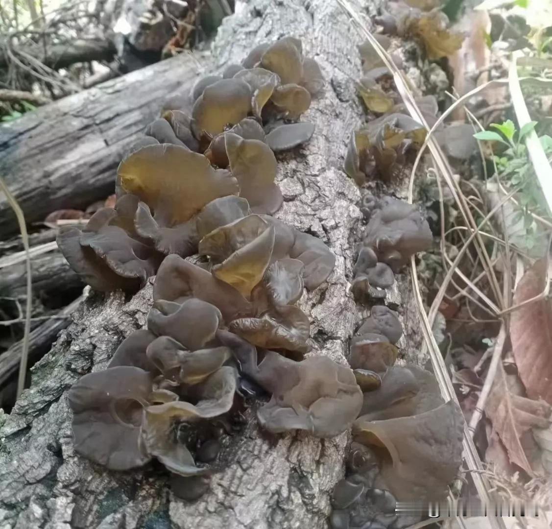 #树上冒出的木耳，想吃，可以吗#不可以，但是不可能随便岀木耳的树，如果不懂的最好
