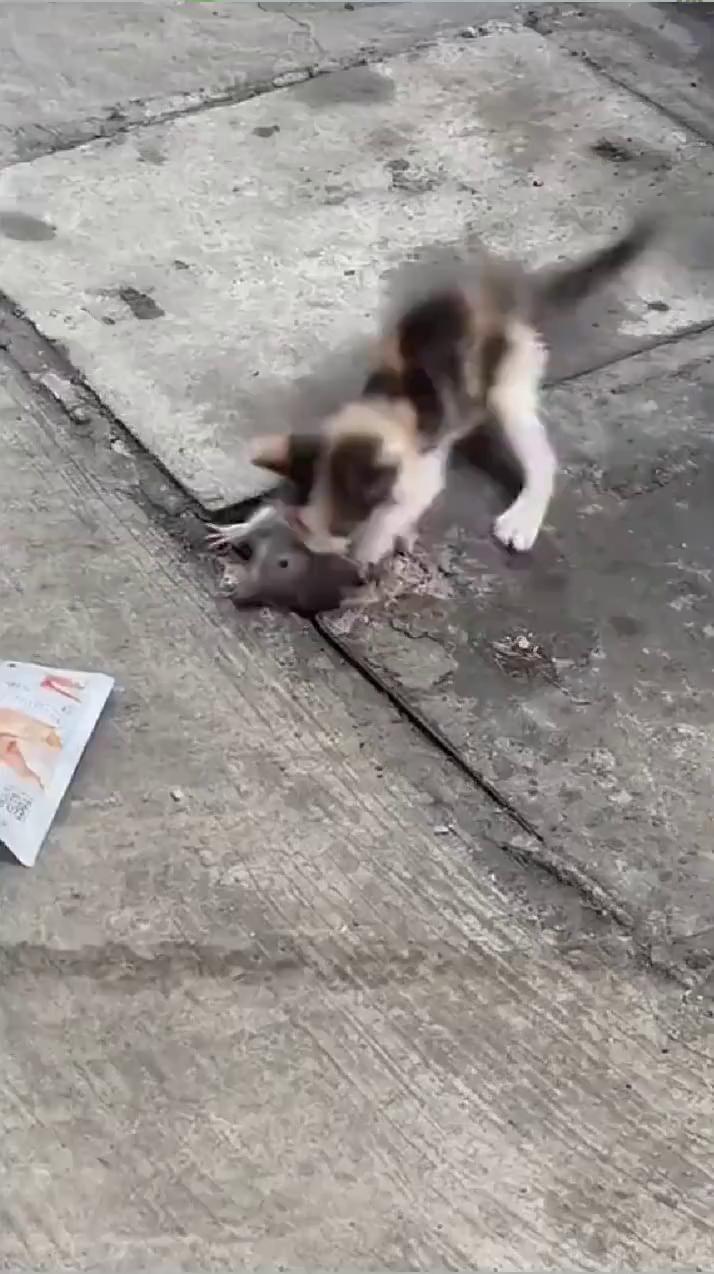 哈哈。