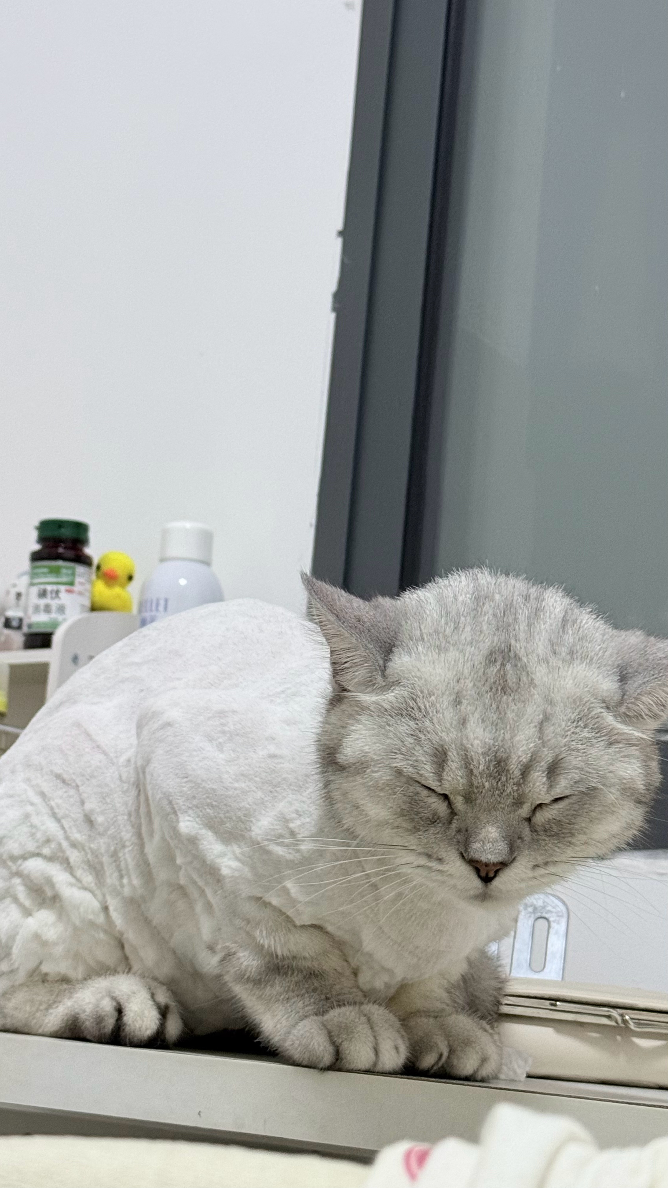 小咪咪你怎么这么睡觉 